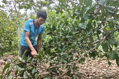 Anh Điểu Hiên, xã Bom Bo, tích cực chăm sóc vườn điều để không tái nghèo. (Ảnh: K GỬIH/TTXVN)