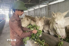 Mô hình nuôi ngựa bạch bằng thảo dược của Hợp tác xã Mý Dao, xã Sìn Hồ (Lai Châu) tạo ra hướng phát triển kinh tế tốt tại địa phương. (Ảnh: Nguyễn Oanh/TTXVN)