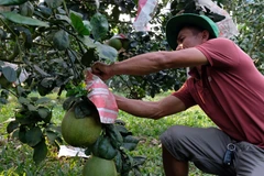 Bưởi da xanh là 1 trong những sản phẩm nông nghiệp chủ lực của xã Đạ Tẻh đang áp dụng công nghệ tưới thông minh. (Ảnh: Chu Quốc Hùng/TTXVN)