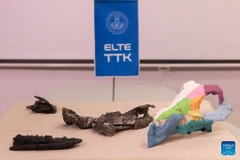 Các hóa thạch hộp sọ và mô hình 3D của Ajkaceratops Kozmai được trưng bày trong một cuộc họp báo ở Budapest, Hungary, ngày 7/1/2026. (Ảnh: Xinhua)