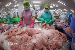 Phân loại, cấp đông cá tra phi lê xuất khẩu tại nhà máy của Công ty Cổ phần Gò Đàng Tiền Giang (tỉnh Tiền Giang cũ). (Ảnh: Vũ Sinh/TTXVN)