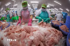 Phân loại, cấp đông cá tra phi lê xuất khẩu tại nhà máy của Công ty Cổ phần Gò Đàng Tiền Giang (tỉnh Tiền Giang cũ). (Ảnh: Vũ Sinh/TTXVN)