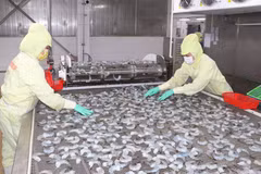 Dây chuyền chế biến sản phẩm tôm của doanh nghiệp ở Cà Mau. (Ảnh: Tuấn Phi/TTXVN)