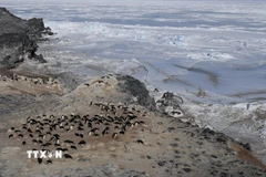 Chim cánh cụt Adelie tại khu vực biển Ross ở Nam Cực. (Ảnh: AFP/ TTXVN)