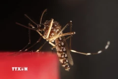 Muỗi Aedes aegypti. (Ảnh: THX/TTXVN)