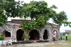 Rễ hai bồ đề ôm trọn Đình Tân Đông ở xã Tân Đông (Đồng Tháp) tạo nên nét độc đáo riêng có. (Ảnh: Hữu Chí/TTXVN)