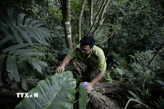 Đường tuần tra trong rừng Bo Trẳm phải vượt qua nhiều đoạn đá tai mèo dựng có độ dốc cao. (Ảnh: Trọng Đạt/TTXVN)
