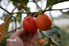 Quả hồng tươi của thôn Đất Làng. Đà Lạt. (Ảnh: Đặng Tuấn/TTXVN)