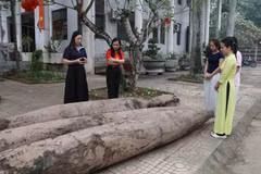 Các cọc có chiều dài lớn (từ 3,76-4,15m), chu vi thân từ 1,16-1,46m. (Ảnh: Hải Yến/TTXVN)