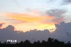 Bình yên trên những cánh đồng chớm lũ ở Cần Thơ