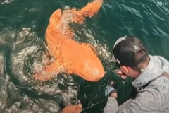 Cá mập y tá màu cam hiếm gặp phát hiện ngoài bờ biển Costa Rica. (Ảnh: Jerusalem Post)