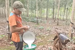 Nông dân thu hoạch mủ cao su. (Ảnh minh họa. K GỬIH/TTXVN)