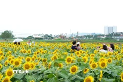 Du khách tham quan, chụp ảnh trên cánh đồng hoa hướng dương nở rộ. (Ảnh: Lê Phước Ngọc/TTXVN)