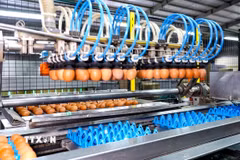 Dây chuyền thu gom, phân loại trứng của Công ty Trách nhiệm hữu hạn QL VietNam Agroresources tại ấp Thanh Xuân, xã Tân Biên, tỉnh Tây Ninh. (Ảnh: Minh Phú/TTXVN)