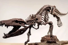 Hình in 3D phiên bản xương hóa thạch của khủng long K.atrox được tìm thấy tại Argentina. (Nguồn: CNN)