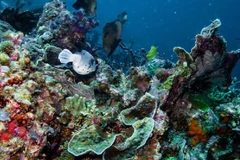 Raja Ampat có hệ sinh thái độc đáo và được quản lý theo cách tiếp cận bền vững. (Ảnh: UNESCO)