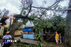 Cây gẫy đổ do ảnh hưởng của bão Bualoi ở tỉnh Masbate, Philippines ngày 26/9/2025. (Ảnh: THX/TTXVN)