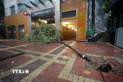 Cây đổ trong gió lớn do ảnh hưởng của bão Wipha tại Hong Kong, Trung Quốc. (Ảnh: THX/TTXVN)