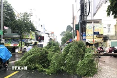 (Ảnh minh họa. Nguyễn Văn Việt/TTXVN)