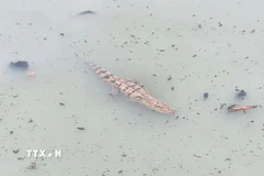 (Ảnh minh họa: TTXVN phát)