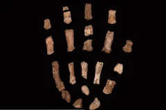 Hóa thạch xương bàn tay có niên đại 1,52 triệu năm trước.. (Ảnh: CNN)