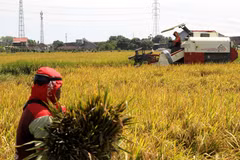 Nông dân thu hoạch lúa trên cánh đồng ở Trung Java, Indonesia. (Ảnh: THX/TTXVN)