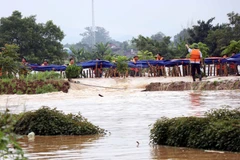 Gia cố khu tuyến đê bối sông Cầu bị vỡ. (Ảnh: Trần Trang/TTXVN)