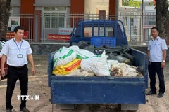 Lực lượng chức năng phát hiện, xử lý vụ vận chuyển gà chết tại phường Long Nguyên. (Ảnh: TTXVN phát)