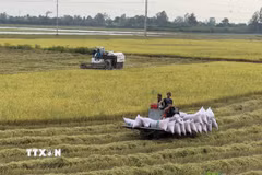 Nông dân An Giang thu hoạch lúa trong Đề án 1 triệu ha lúa chất lượng cao, phát thải thấp. (Ảnh: Thanh Sang/TTXVN)