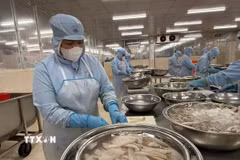 Chế biến sản phẩm cá đục xuất sang thị trường Nhật Bản tại Công ty TNHH Tứ Hải, phường Phước Thắng. (Ảnh: Hoàng Nhị/TTXVN)
