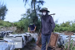 Người thợ gánh cầu ong từ các thùng ong về để lấy mật. (Ảnh: Công Luật/TTXVN)