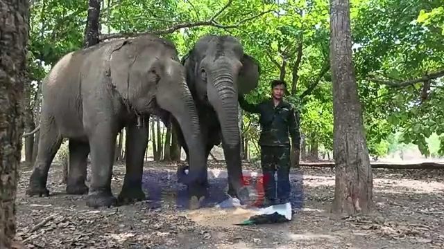 Voi Tây Nguyên được trả tự do, sống hạnh phúc trong rừng khộp Buôn Đôn