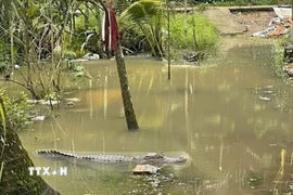 Hình ảnh con cá sấu xuất hiện trong vườn nhà người dân khi triều cường lên cao. (Ảnh: TTXVN phát)