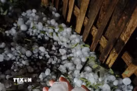 Rạng sáng 16/4/2026, một trận mưa đá lớn trên diện rộng đã bất ngờ trút xuống xã Bắc Hà, tỉnh Lào Cai. (Ảnh: TTXVN phát)