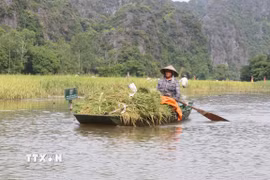 Ngồi đò lướt trên sông Ngô Đồng ( Ninh Bình) ngắm đồng ruộng mùa lúa chín và người dân tất bật thu hoạch là một trải nghiệm vô cùng thú vị, hấp dẫn đối với du khách. (Ảnh: Thùy Dung/TTXVN)