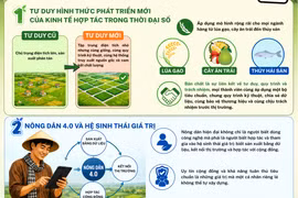 "Cánh đồng có tổ chức": Bước ngoặt nâng tầm giá trị nông sản
