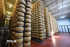 Phomát được chế biến tại Tortiano, Parma, Italy. (Nguồn: THX/TTXVN(