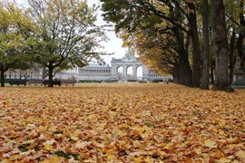 Khắp công viên ngập trong thảm lá phong. (Ảnh : Hương Giang/TTXVN)