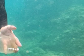 Lặn biển. (Ảnh minh họa: TTXVN phát)