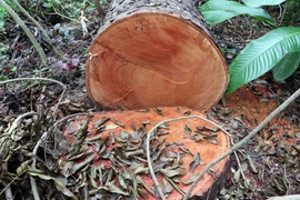 Hiện trường một gốc cây bị chặt vẫn còn thân chưa vận chuyển đi. (Ảnh: Trung Kiên/TTXVN)