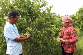 Gia đình bà Thạch Thị Thụm, ấp Đai Tèn, thành viên Tổ chi hội nghề nghiệp mô hình trồng chanh không hạt xã Song Lộc thu hoạch chanh. (Ảnh: Thanh Hòa/TTXVN)