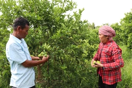 Gia đình bà Thạch Thị Thụm, ấp Đai Tèn, thành viên Tổ chi hội nghề nghiệp mô hình trồng chanh không hạt xã Song Lộc thu hoạch chanh. (Ảnh: Thanh Hòa/TTXVN)