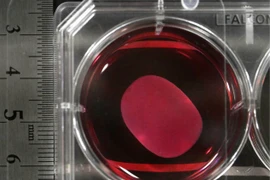 Ảnh minh họa. (Nguồn: kyodonews.net)