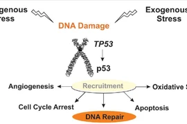 (Nguồn: news-medical.net)