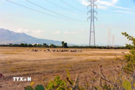 Trang trại điện gió và điện mặt trời của Trung Nam Group tại Thuận Nam, tỉnh Khánh Hòa. (Ảnh: Đặng Tuấn/TTXVN)