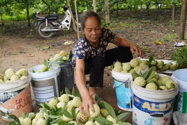 Người dân xóm Hiên Minh, xã La Hiên thu hoạch na. (Ảnh: Hoàng Nguyên/TTXVN)