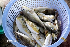 Rổ cá nóc được ngư dân đánh bắt và bày bán. (Ảnh: Nguyễn Thanh/TTXVN)