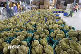 Sầu riêng được bày bán tại Chanthaburi, Thái Lan. (Ảnh: THX/TTXVN)