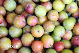 Mận tam hoa ở xã Chiềng Cọ, thành phố Sơn La quả to, ngon, giòn hơn, được thị trường ưa chuộng. (Ảnh: Quang Quyết/TTXVN)