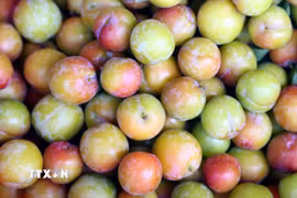 Mận tam hoa ở xã Chiềng Cọ, thành phố Sơn La quả to, ngon, giòn hơn, được thị trường ưa chuộng. (Ảnh: Quang Quyết/TTXVN)